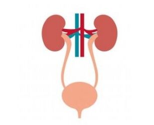 The urinary system and its strengthening Femixal capsules
